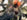 Referenzbild: Avicularia huriana